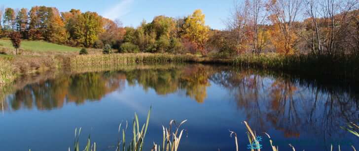 how to clean a pond for swimming