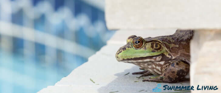 how to get rid of frogs in pool