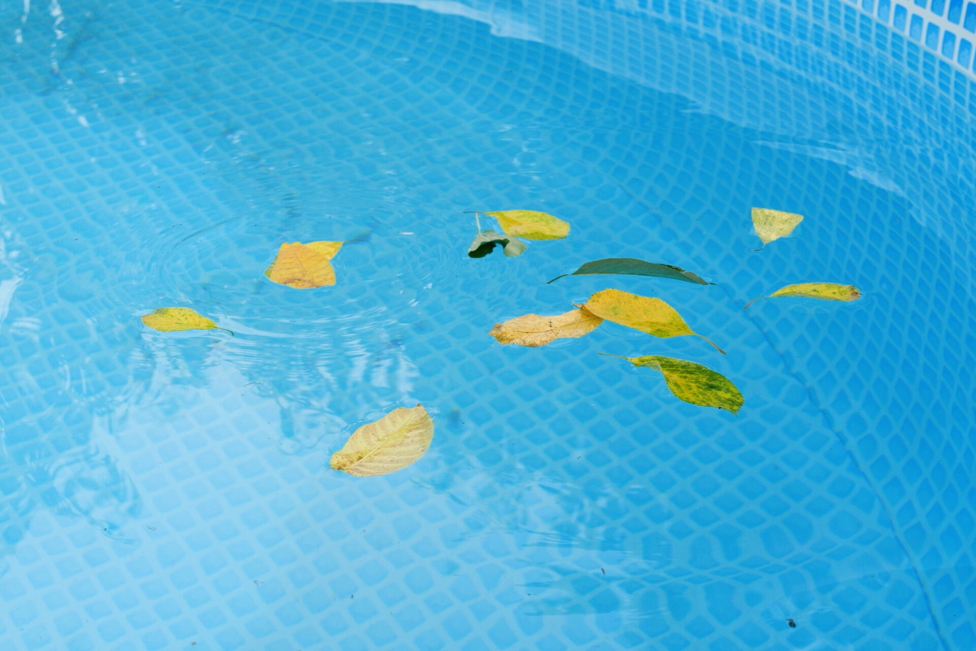 Cleaning a swimming pool with a mesh skimmer . The long net cleans colored leaves off surface of the water.