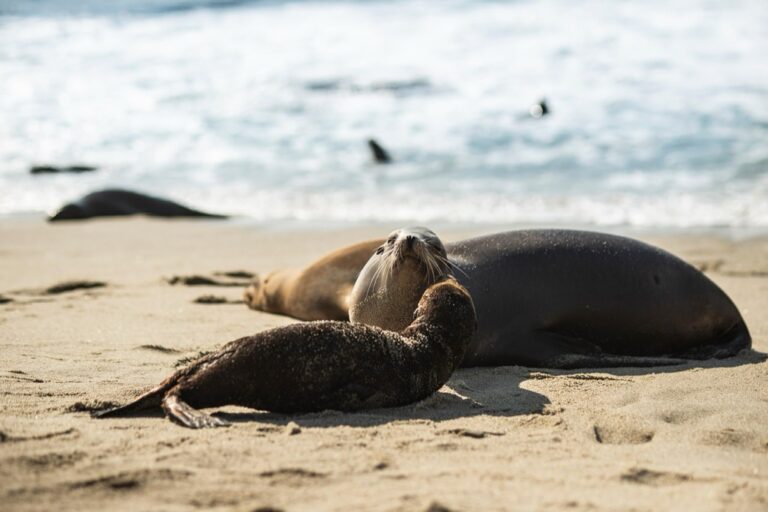 7 Best Eco-Friendly Beach Chairs for Sustainable Lounging That Protect Our Waters