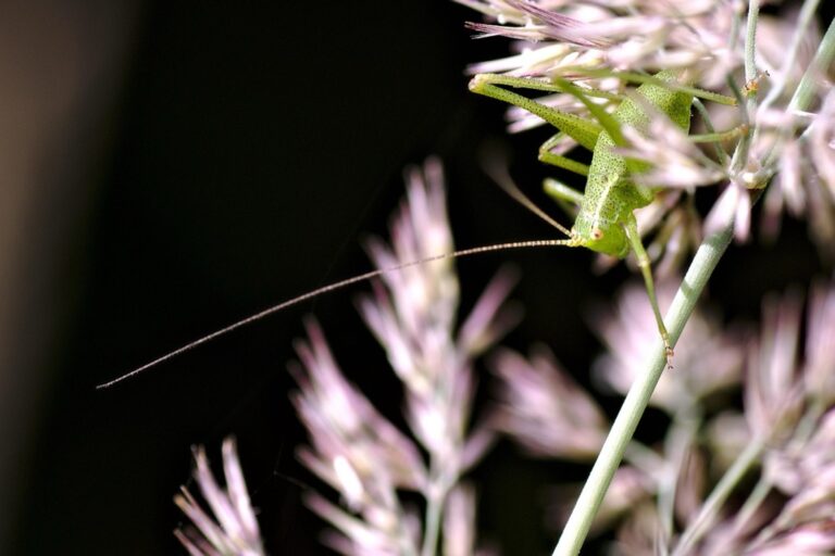 7 Best Poolside Insect Repellents For Comfort That Preserve Summer Fun