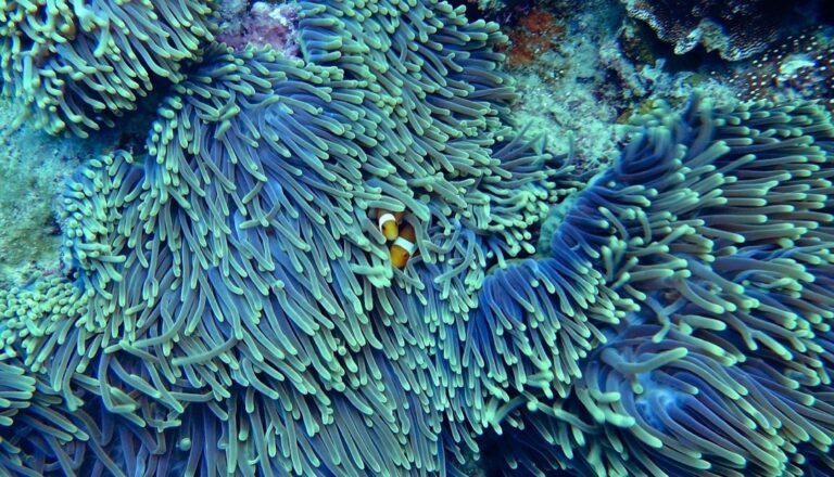 10 Best Biodegradable Sunscreen Options for Safe Swimming That Protect Our Waters