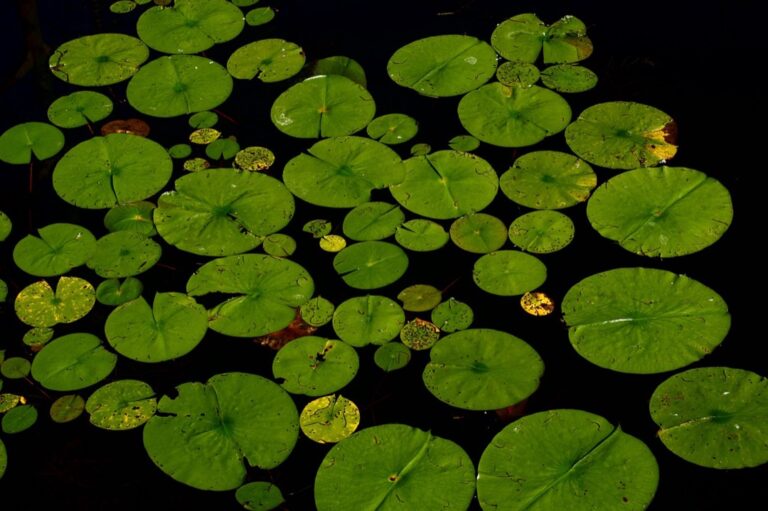 10 Best Algae-Resistant Landscaping Plants for Pond Edges That Every Gardener Should Know