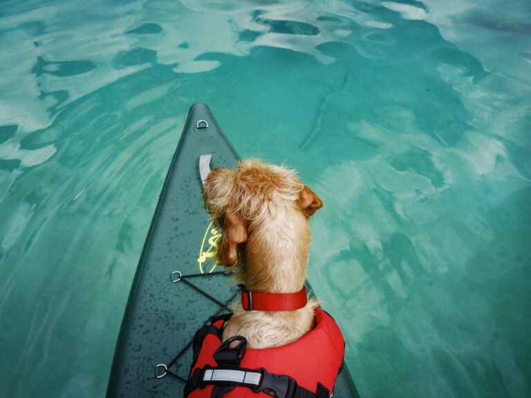 10 Best Dog-Friendly Life Vests for Kayaking That Ensure Safety and Fun