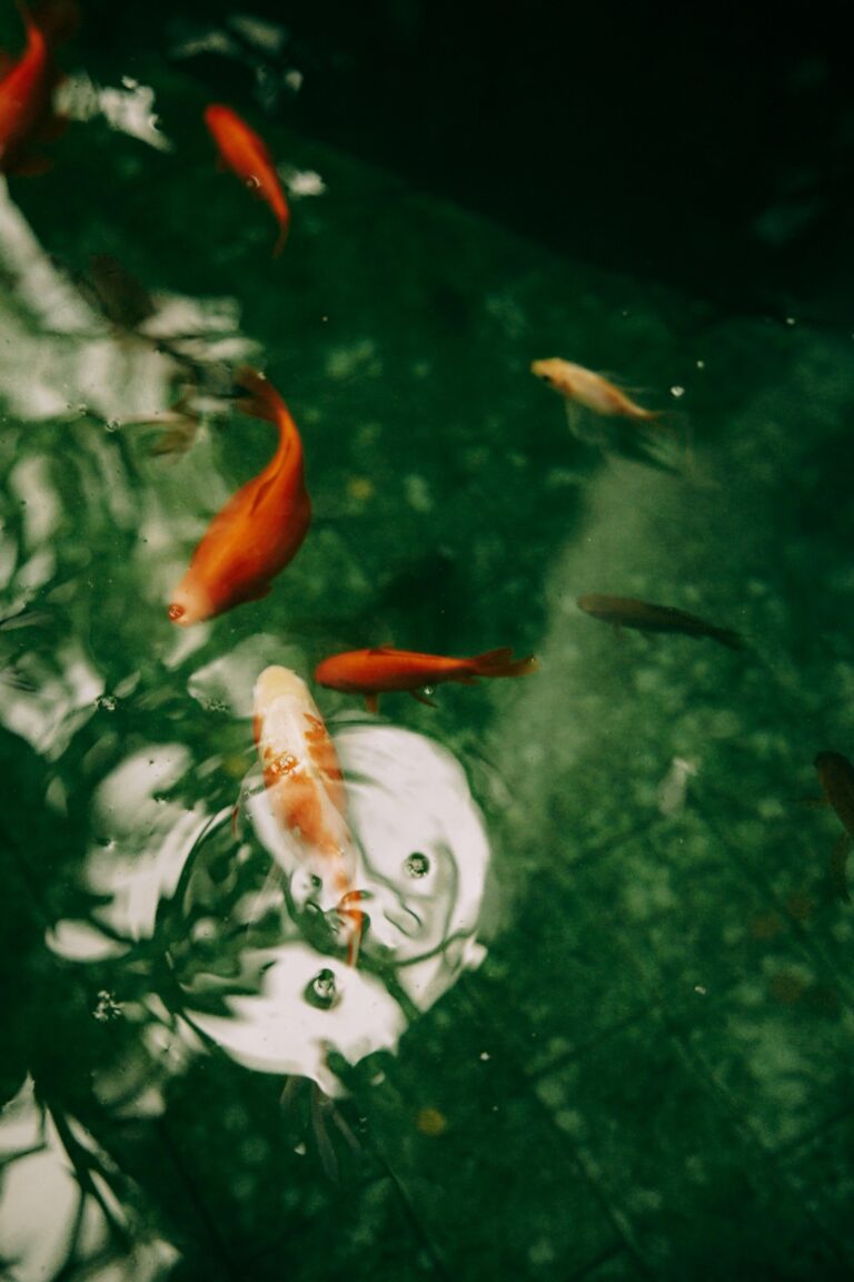 10 Best Quieter Pool Filters for Peaceful Surroundings That Enhance Relaxation