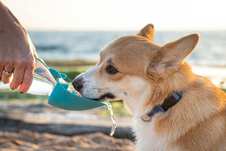 10 Best Collapsible Water Bowls for Pets at the Beach That Keep Them Cool