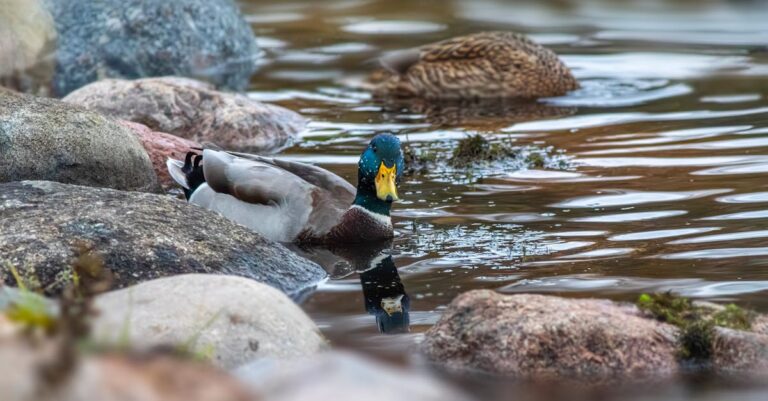 7 Best Calm River Swimming Spots to Explore That Locals Keep Secret