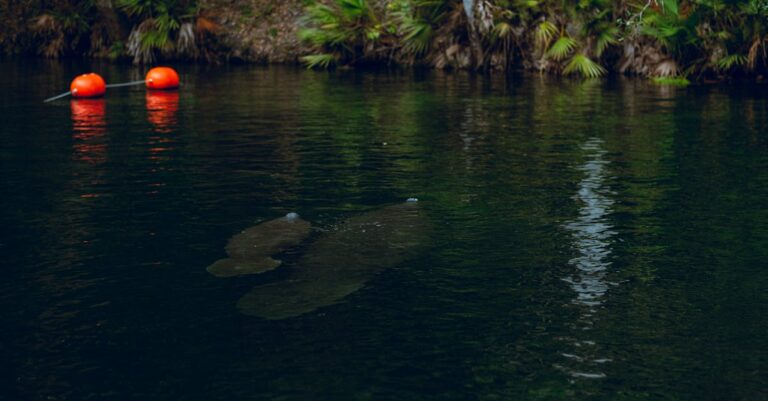 7 Benefits of Swimming in Shaded Natural Springs That Locals Keep Secret