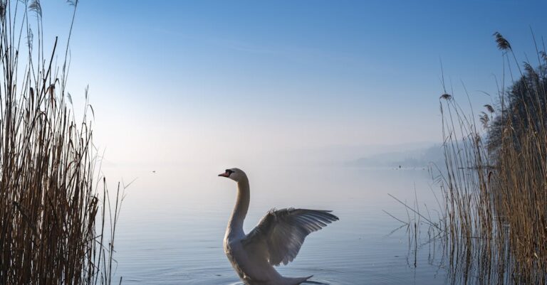 7 Benefits of Early Morning Lap Swimming Pro Athletes Swear By