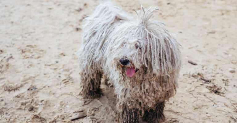 7 Unique Beach Activities for Adventurous Pets Your Furry Friend Will Love