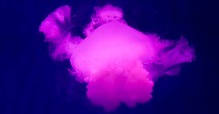 7 Underwater Photography Tips For Illuminated Pools That Create Magical Glow