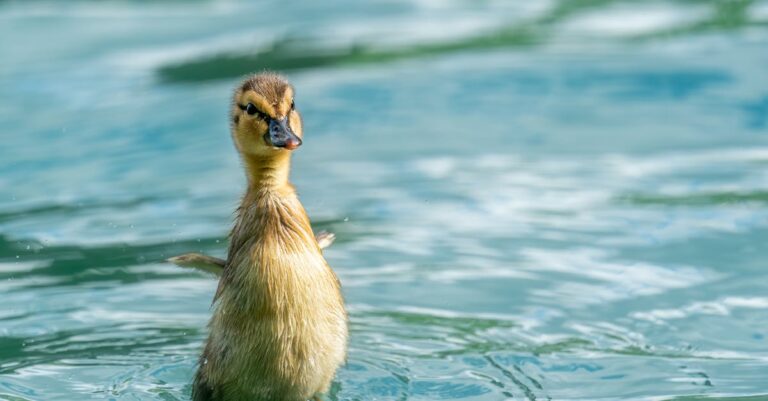 7 Tips for Maintaining Clear Water in Natural Swimming Ponds That Experts Swear By