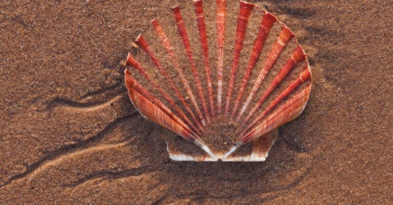 7 Creative Beach Scavenger Hunt Ideas Based on Tides That Reveal Hidden Treasures