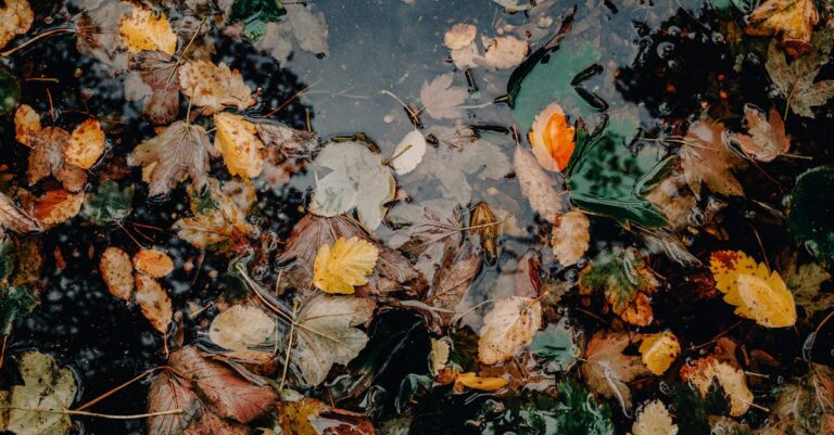 7 Seasonal Pool Cleaning Strategies for Leaf Season That Save Equipment Life
