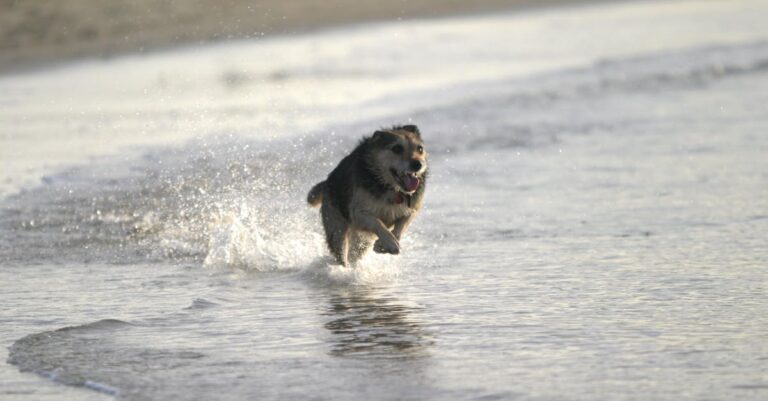 7 Best Beach Types for Pet Visits Your Dog Will Thank You For