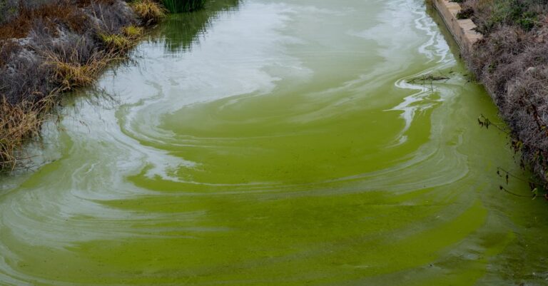 6 Best Chemical vs Natural Algae Treatments That Protect Our Waters