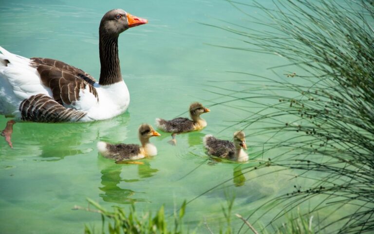 6 Ideas for Scheduling Swim Sessions Around Family Activities That Busy Parents Swear By