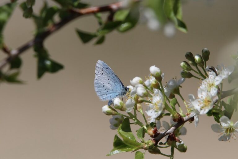 7 Natural Ways to Attract Wildlife to Your Pool Area That Protect Ecosystems