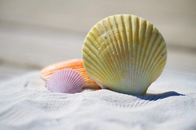 7 Ways to Preserve Seashells Collected at the Beach That Keep Colors Vibrant