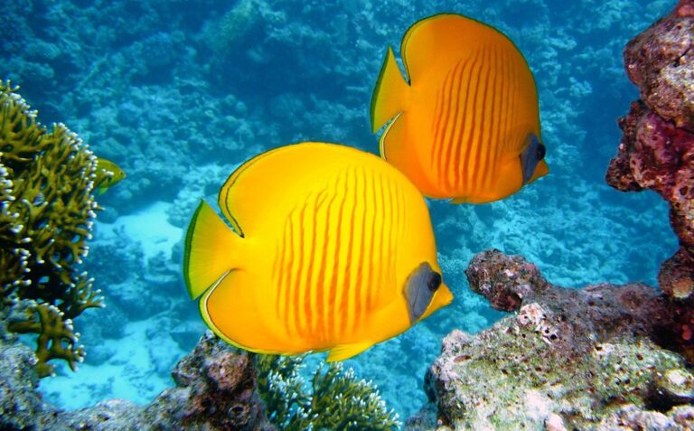 7 How to Choose Reef-Safe Sunscreen for Kids That Protect Our Waters