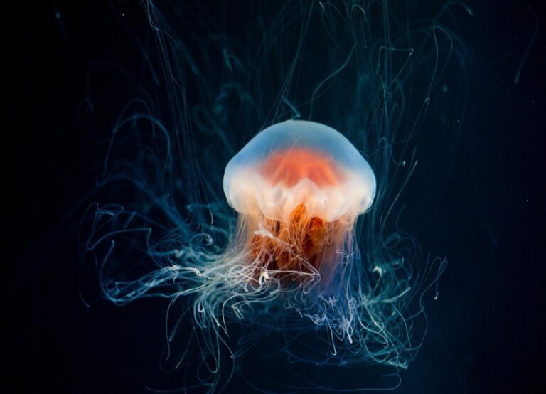 7 Tips for Choosing the Best Bioluminescent Tour Time That Locals Guard Closely