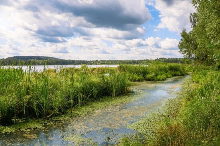 7 Plants to Combat Lake Algae Blooms That Protect Our Waters