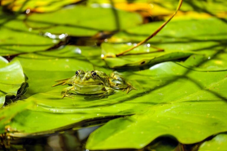 7 Key Plants for Natural Pool Filtration That Protect Our Waters