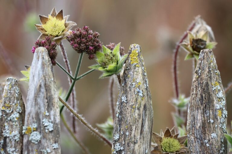 7 Best Plants for Lakefront Gardens That Thrive Year-Round