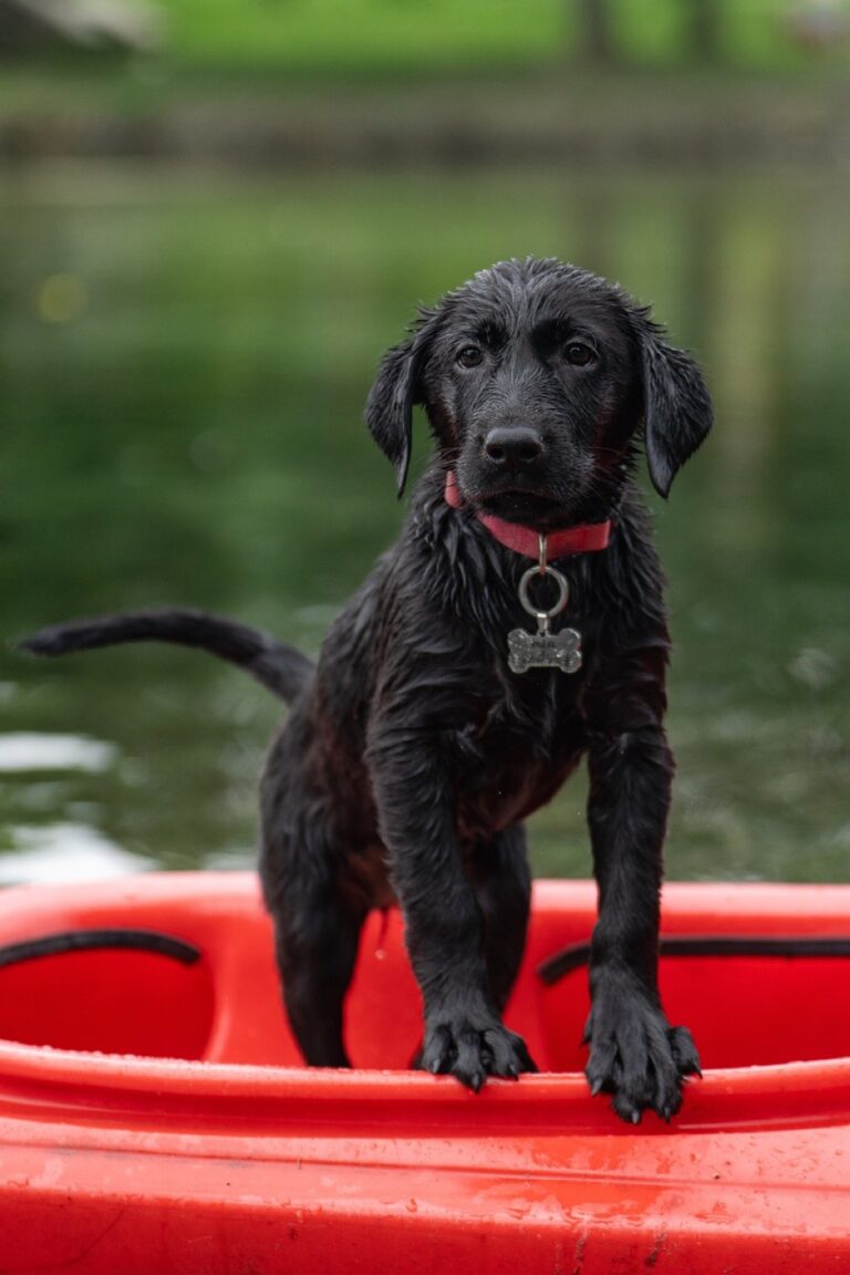 7 Best Dog-Friendly Lakes for Recreation That Locals Keep Secret
