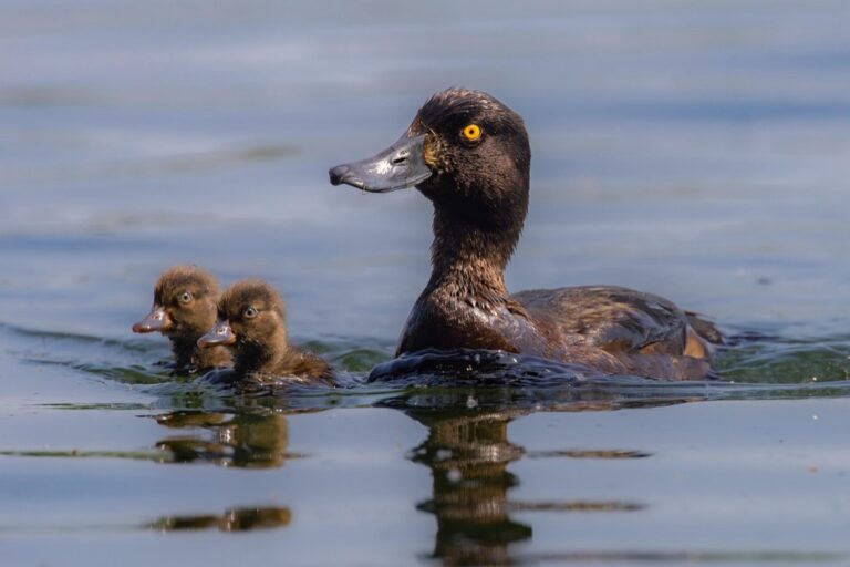 7 Tips for Testing Water in Natural Swimming Ponds That Protect Your Family