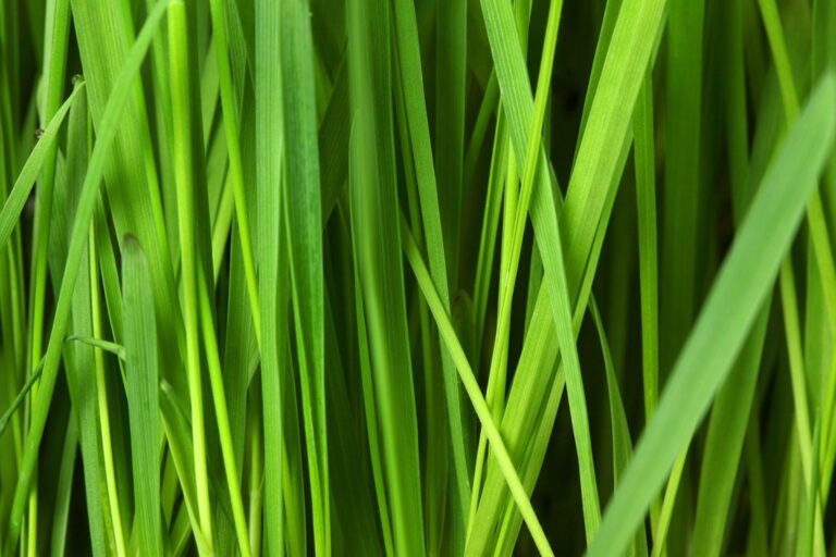 7 Ways to Make Your Pool Party Eco-Friendly That Protect Our Waters