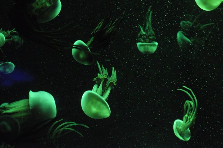 8 How to Organize Local Beach Safety Workshops Focusing on Jellyfish Tips
