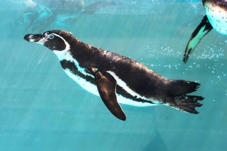 8 Ways to Create a Swim Lesson Curriculum for Multiple Ages That Work