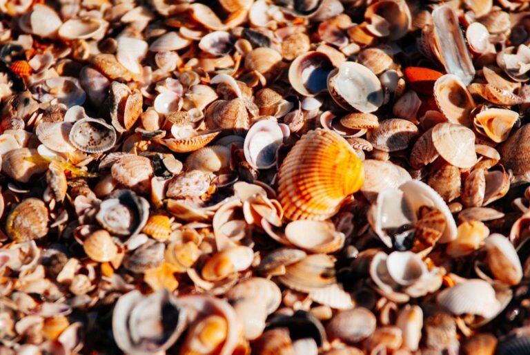7 Techniques for Beachcombing in Quiet Areas That Locals Keep Secret