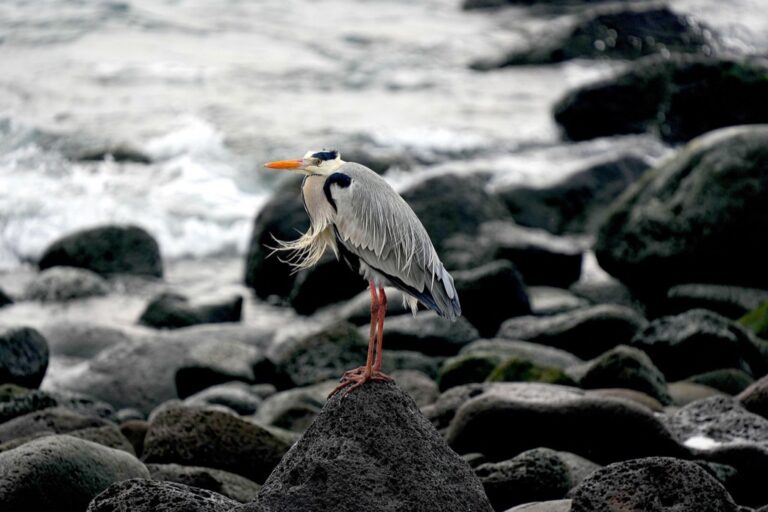 7 Ways Coastal Ecosystems Change During Tide Changes That Amaze Scientists