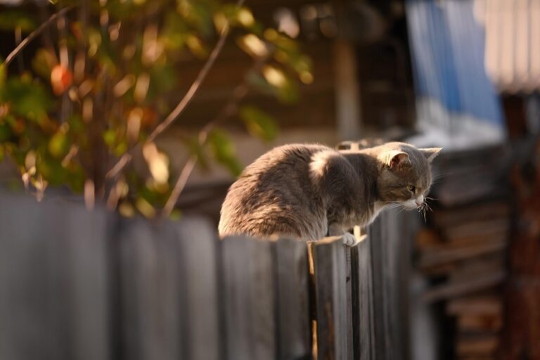 7 Ideas for Vertical vs Horizontal Pool Fencing That Every Parent Should Know