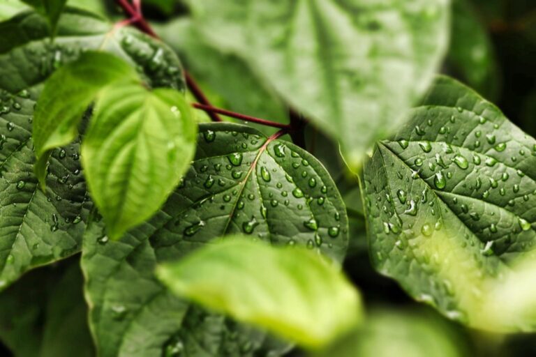 5 Natural Drainage Methods for Pools That Protect Our Waters