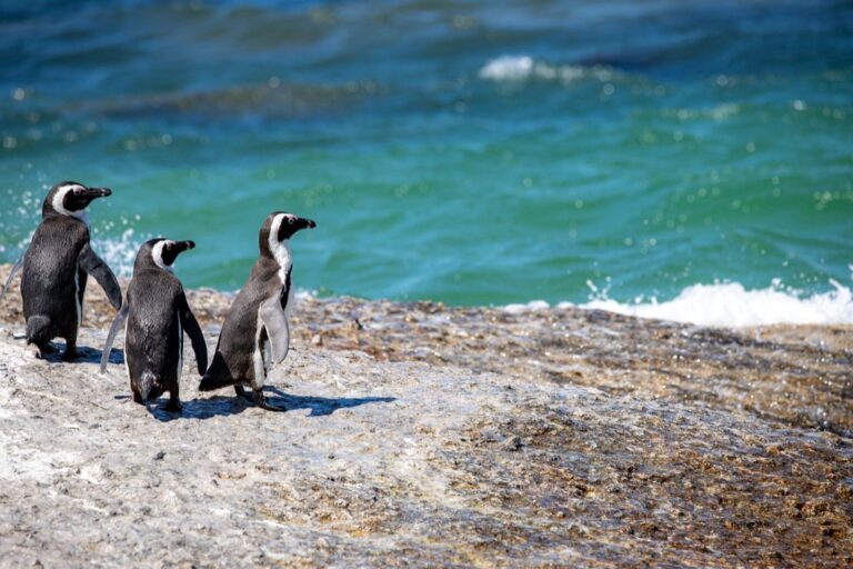 7 Tips for Tide-Aware Picnic Planning for Beach Days That Locals Swear By