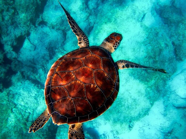 5 Best Times for Snorkeling Based on Tides That Pros Swear By