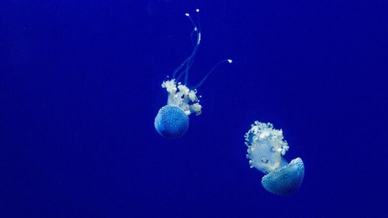 7 Jellyfish Sting Prevention Techniques That Save Beach Trips
