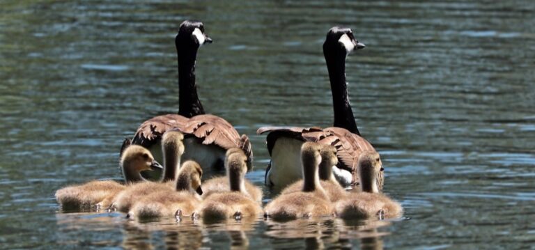 7 Best Water Activities for Family Bonding That Create Lasting Memories