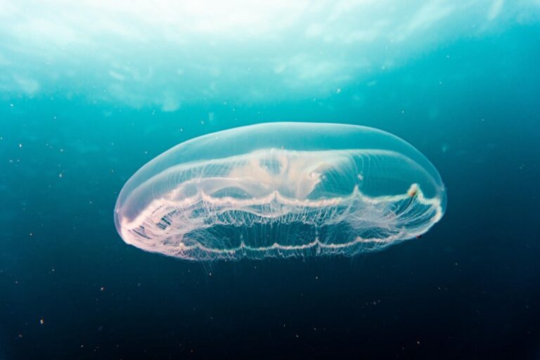 7 Tips for Photographing Jellyfish Safely That Protect Our Waters