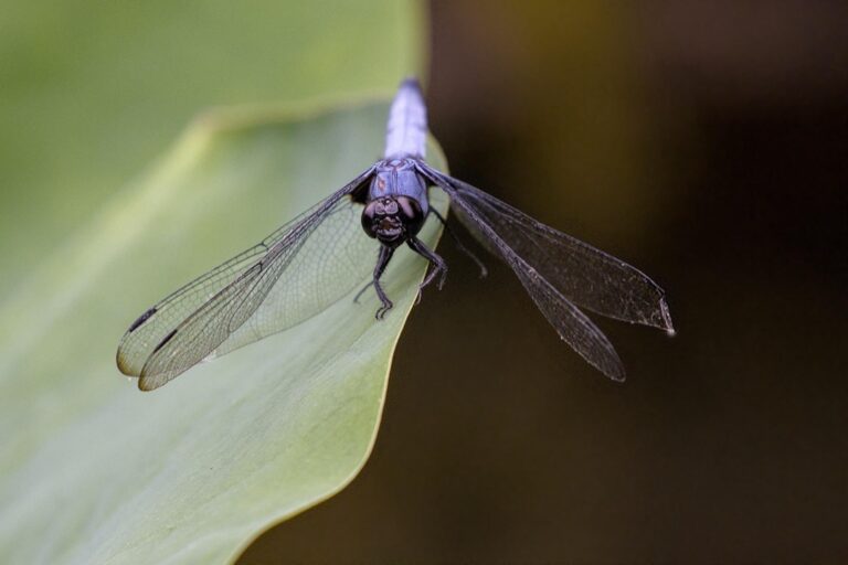 7 Best Natural Repellents for an Enjoyable Beach Experience That Protect Our Waters
