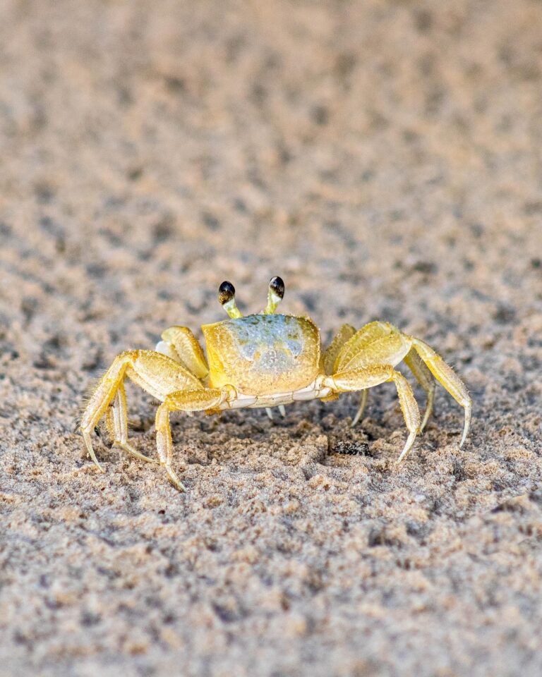 7 Ways Tidal Patterns Affect Beach Wildlife That Locals Never Notice