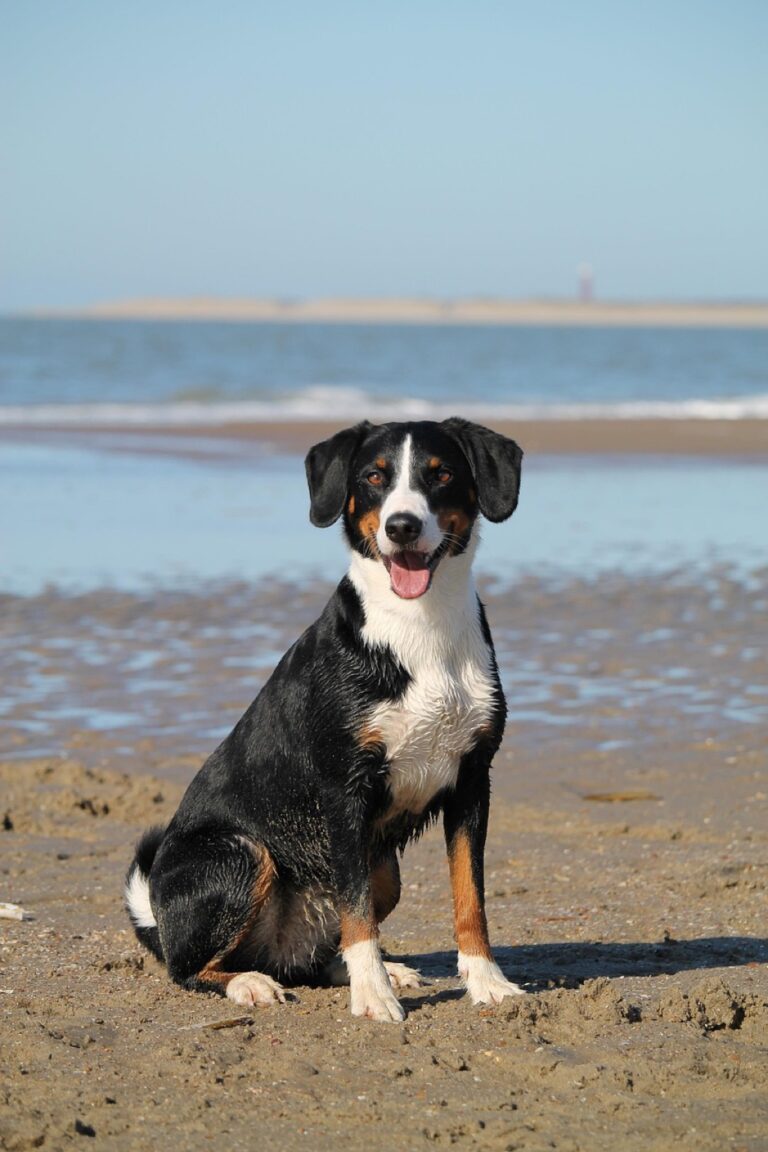 7 Pet-Friendly Picnic Ideas for Beach Days That Keep Tails Wagging