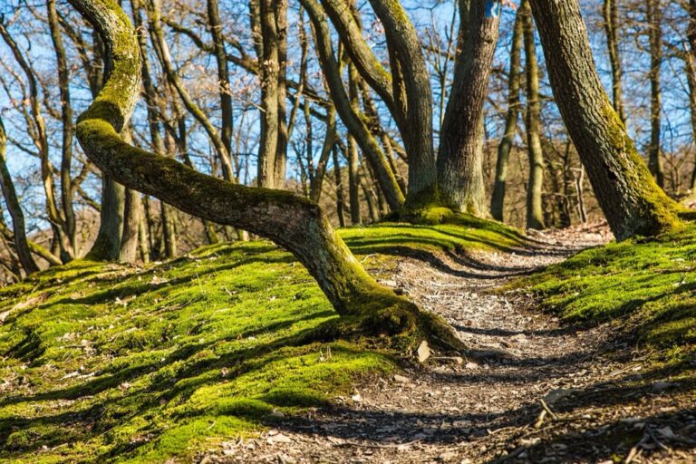 7 Accessible Nature Trails Near Lakes That Locals Keep Secret