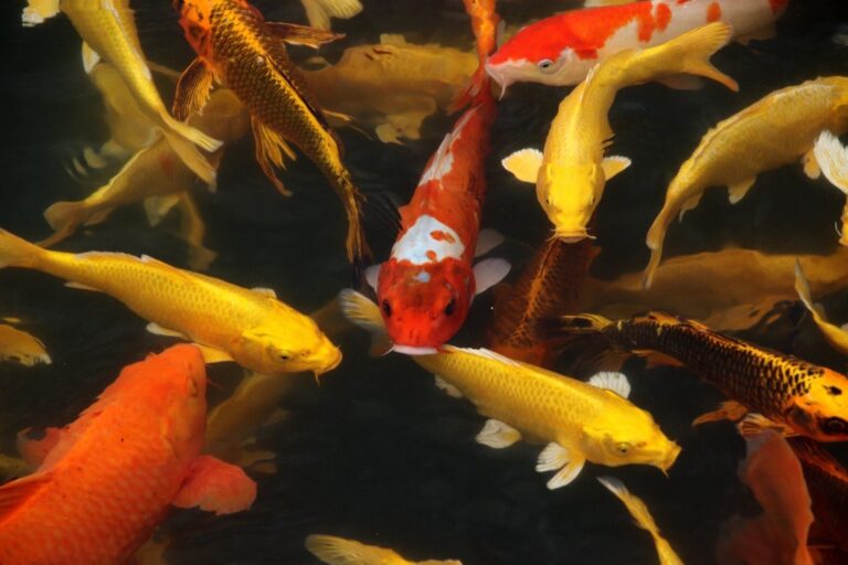 7 Key Differences: Natural Pond Swimming vs Pool Swimming That Every Parent Should Know