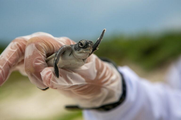 7 Ways: Local vs International Sunscreen Eco-Friendliness That Protect Our Waters