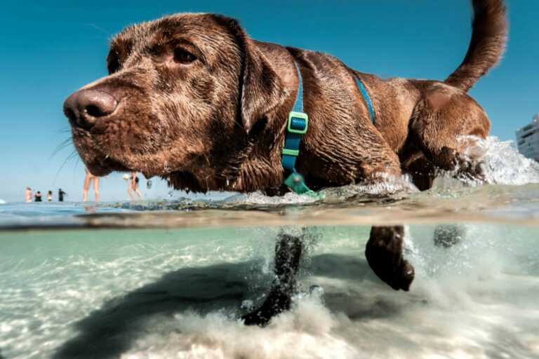 7 Best Dog Breeds for Beach Adventures That Families Trust Most