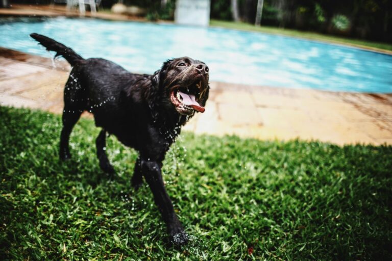 7 Tips for Pool Maintenance for Pet Owners That Protect Your Pets